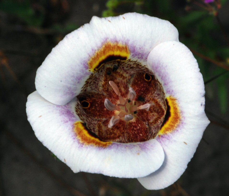 Image of superb mariposa lily