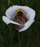 Image of superb mariposa lily