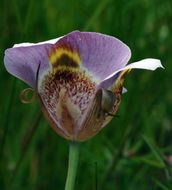 Image of superb mariposa lily