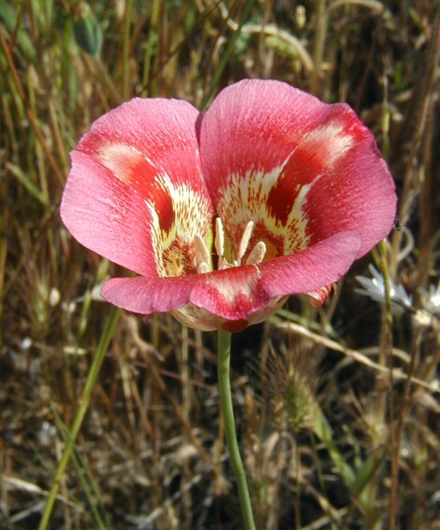 Image of butterfly mariposa lily