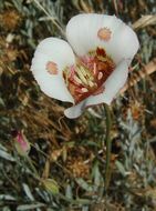 Image of butterfly mariposa lily