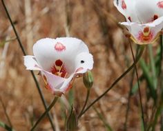 Image of butterfly mariposa lily