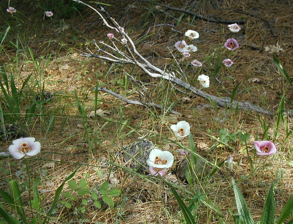 Image of butterfly mariposa lily