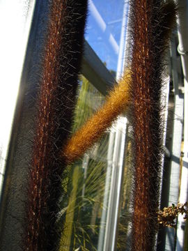 Image of Golden-spine Cereus