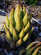 <i>Haworthia coarctata</i> resmi