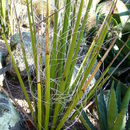 Image of New Mexico false yucca