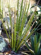 Image de Hesperaloe funifera (K. Koch) Trel.