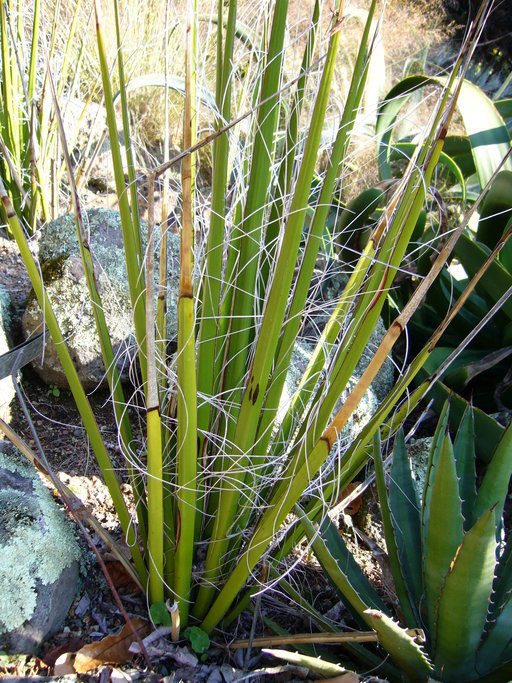 Image of New Mexico false yucca