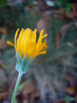 Image of twoflower dwarfdandelion