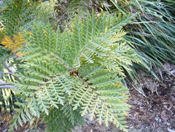 Image of Lomatia ferruginea R. Br.