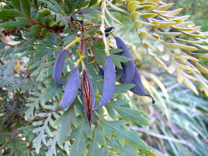 Image of Lomatia ferruginea R. Br.