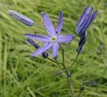 Image de Camassia leichtlinii subsp. suksdorfii (Greenm.) Gould