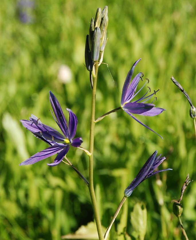 Image of Suksdorf's large camas