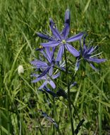 Image of Suksdorf's large camas