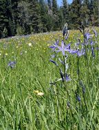 Image of Suksdorf's large camas