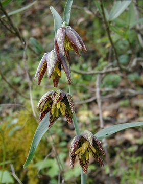 Image of checker lily