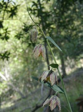 Image of checker lily