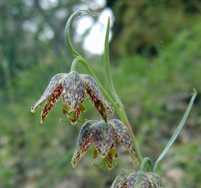 Image of checker lily