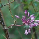 Sivun Dichelostemma volubile (Kellogg) A. Heller kuva