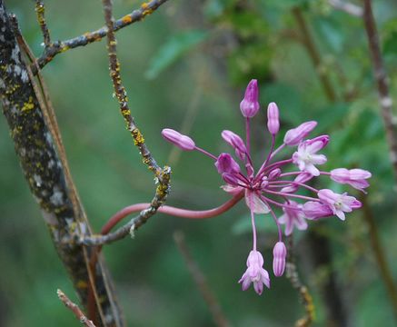 صورة Dichelostemma volubile (Kellogg) A. Heller