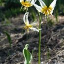 Image of purple fawnlily