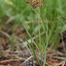 Image of Fritillaria pinetorum Davidson