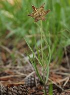 Image of Davidson's fritillary