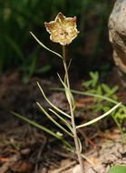 Image of Davidson's fritillary