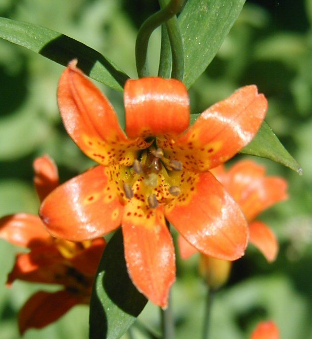 Lilium parvum Kellogg resmi