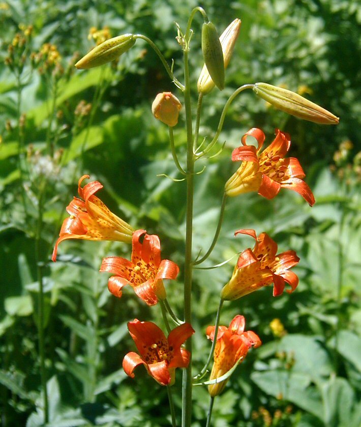 Lilium parvum Kellogg resmi