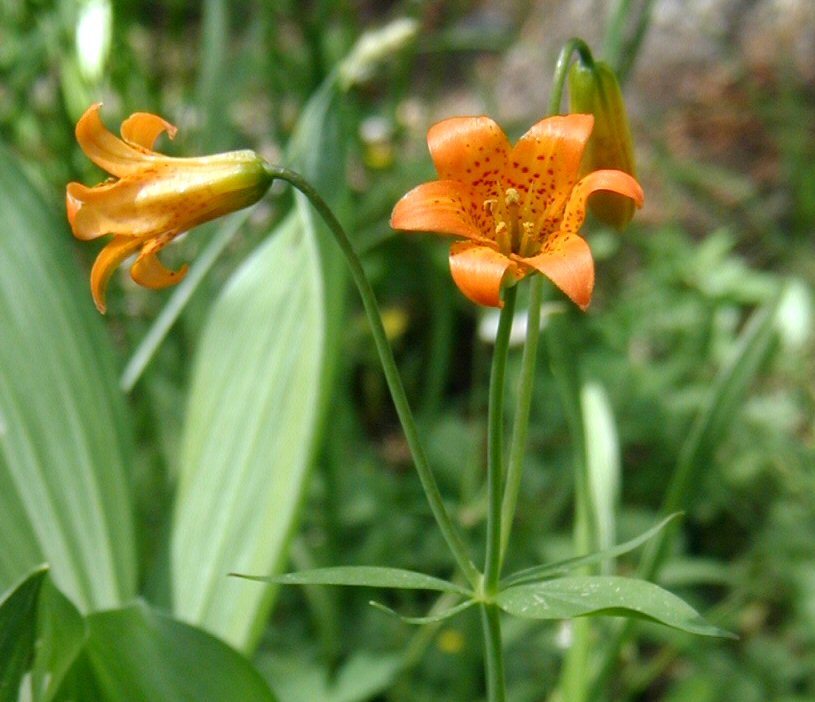 Lilium parvum Kellogg resmi