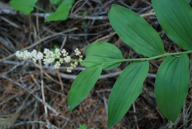 Image of feathery false lily of the valley