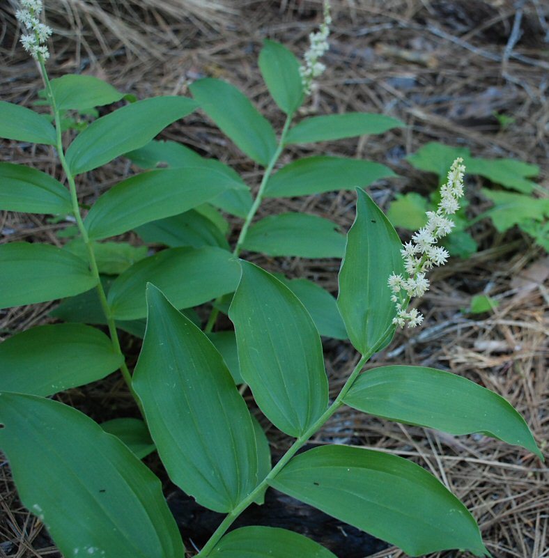 Image of feathery false lily of the valley