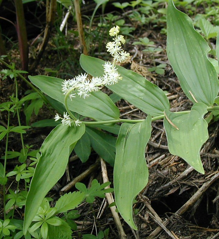 Image of feathery false lily of the valley