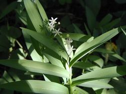 Imagem de Maianthemum stellatum (L.) Link