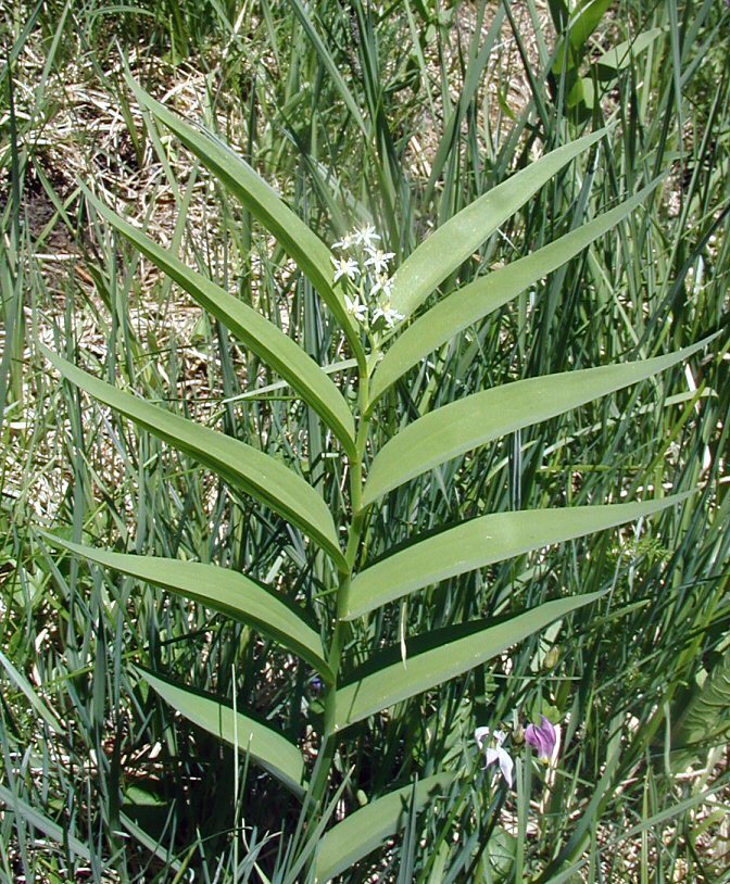 Imagem de Maianthemum stellatum (L.) Link