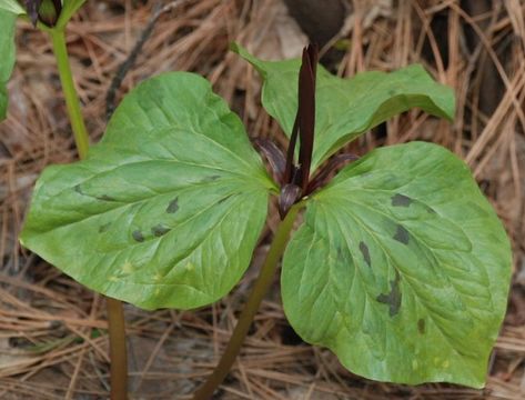 Imagem de Trillium angustipetalum (Torr.) J. D. Freeman