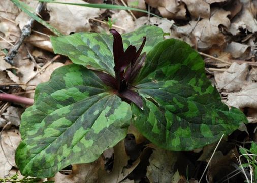 Imagem de Trillium angustipetalum (Torr.) J. D. Freeman