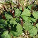 Imagem de Trillium chloropetalum (Torr.) Howell