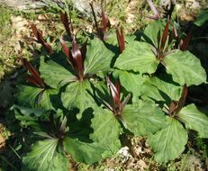 Imagem de Trillium chloropetalum (Torr.) Howell