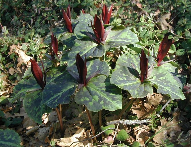 Imagem de Trillium chloropetalum (Torr.) Howell