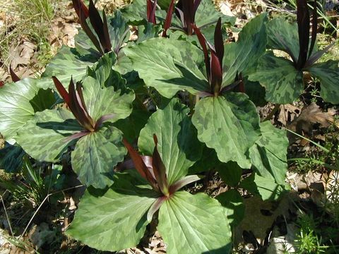 Imagem de Trillium chloropetalum (Torr.) Howell