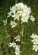 Image of common star lily