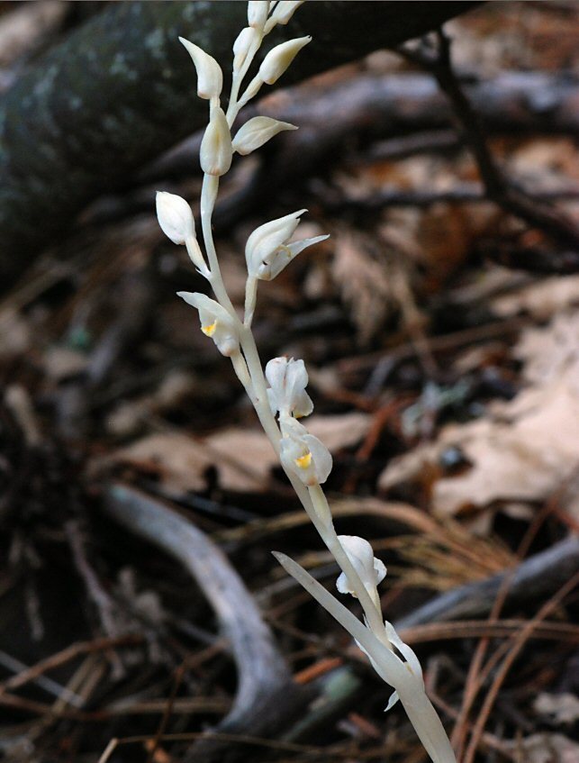 Image of phantom orchid