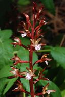 Corallorhiza maculata var. occidentalis (Lindl.) Ames的圖片