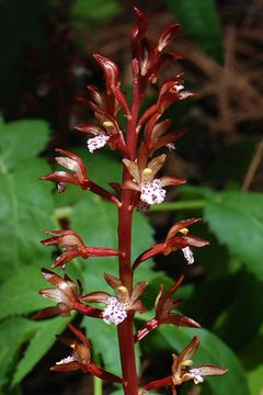 Image of summer coralroot