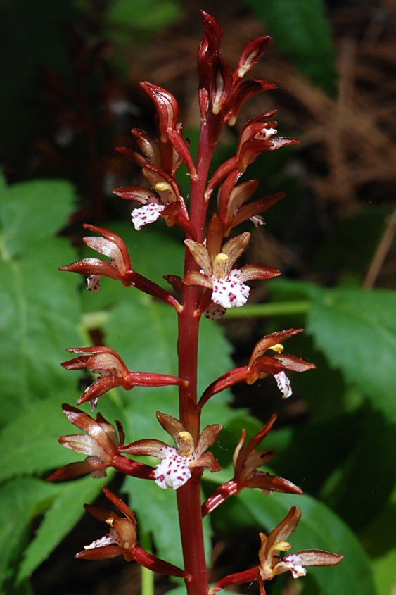 Corallorhiza maculata var. occidentalis (Lindl.) Ames的圖片