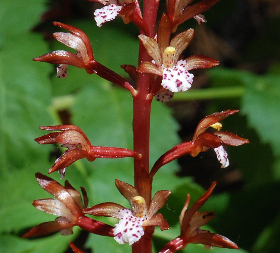 Corallorhiza maculata var. occidentalis (Lindl.) Ames的圖片