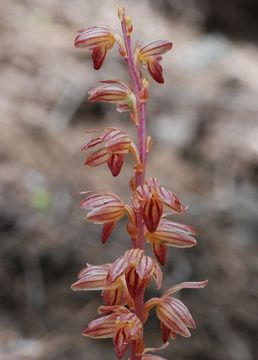 Image of Striped coralroot