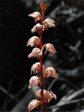 Image of Striped coralroot